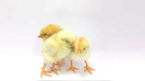 Three little chicken Video stock 126094104