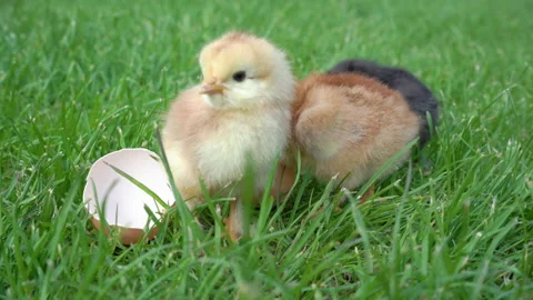 Three little chickens on the grass Vidéo 144742675