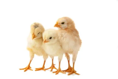 Three little chicks in front of white background. Stock Photos