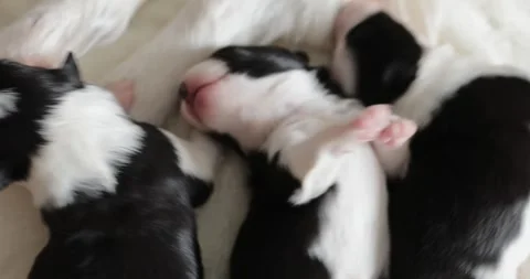 Three little cute blind black and white newborn puppies in the arms of a girl's Stock Footage 254417923