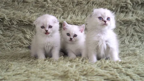 Three little cute fluffy kittens with blue eyes Stock Footage 87427052