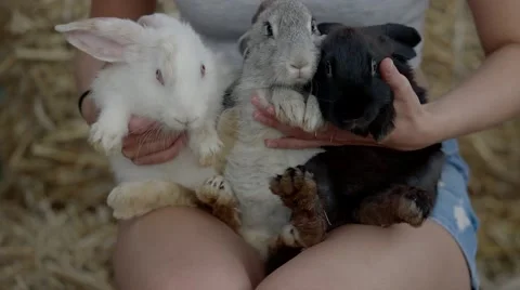 Three little cute rabbit in human hands 스톡 동영상 68498362