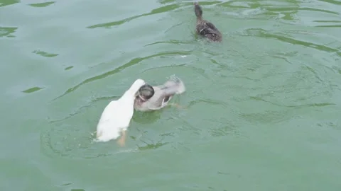 Three little ducklings are biting each other in the pool Stock Footage 230579030