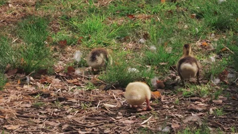 Three little ducklings Stock Footage 141617910