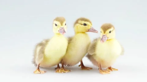 Three little ducklings looking around Stock Footage 52263931