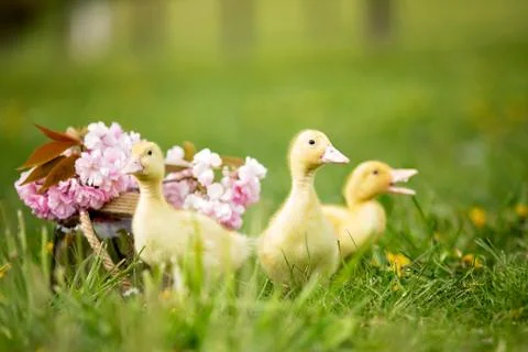 Three little ducklings in a spring park in a nest Stock Photos