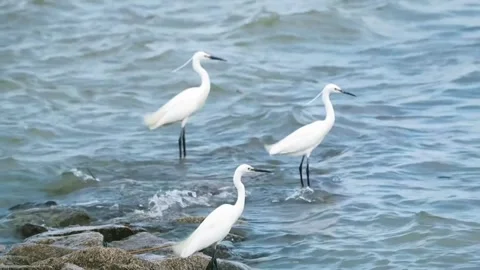 Three little egrets standing in shallow water near rocky shoreline Видео 335491934