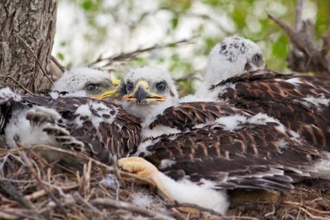Three little hawks Stock Photos
