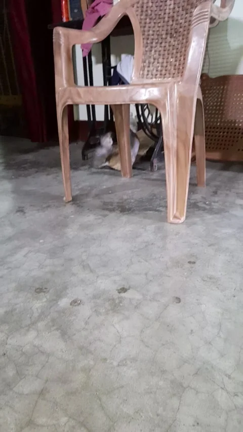 Three little kitten playing  on hall in  home 스톡 동영상 212440858