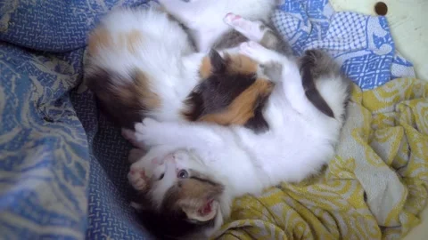 Three little kittens are sleeping Stock Footage 146205334