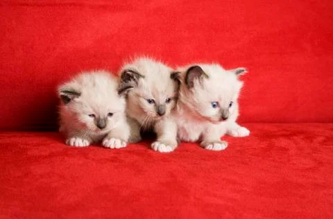 Three little kittens Stock Photos
