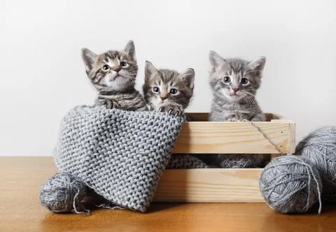 Three little kittens Foto stock