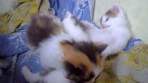 Three little kittens play with each other Stock Footage 142394186