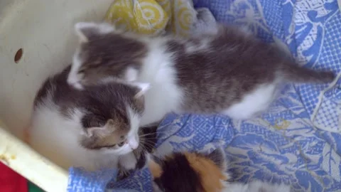 Three little kittens play with each other Stock Footage 142824087