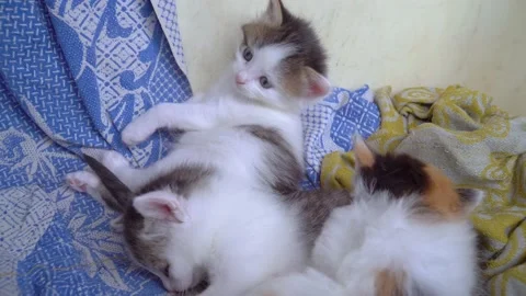 Three little kittens play with each other Stock Footage 146032250