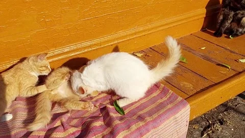 Three little kittens playing on bench outdoors Stock Footage 196977549