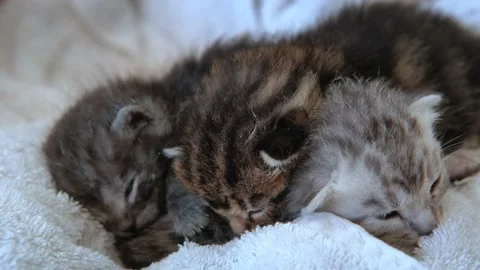 Three little kittens recently born sleep together in a Basket Video stock 154834001