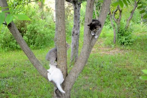 Three little kittens on the tree. Stock Photos