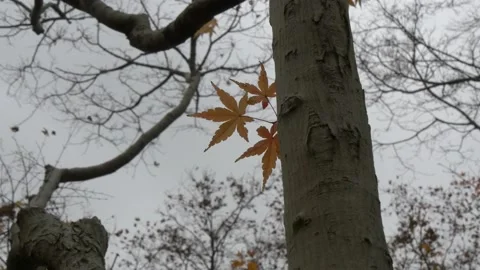 Three Little Leaves Chillin with the Wind, Cloudy Day 4K Vidéo 131024328