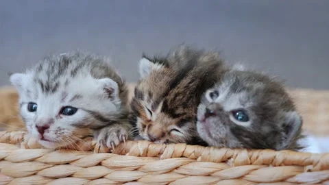 Three Little Newborn Gray Kittens Sitting in a Basket Video stock 154755755