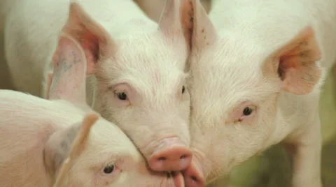 Three little pigs Video stock 46371032