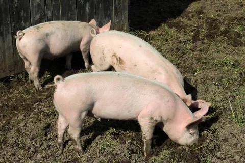 Three little pigs 스톡 사진