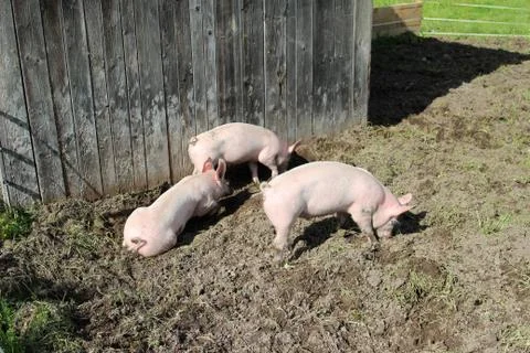 Three little pigs Stock-Fotos