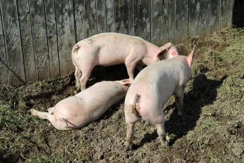 Three little pigs 스톡 사진