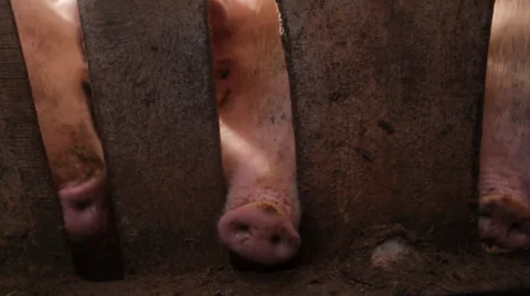 Three little pigs in pigpan Video stock 36411432