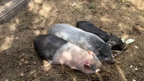 Three little pigs resting in the yard on a sunny day, countryside farm Stock Footage 114853238