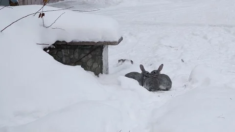 Three little rabbits Stock Footage 120699280