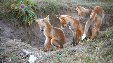 Three Little Red Fox playing near their burrows Stock-Footage 92205753