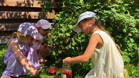 THREE Little sisters picking red currants from a bush and putting the berries in Vidéo 281595460