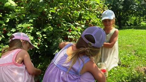 THREE Little sisters picking red currants from a bush and putting the berries in Stockbeeldmateriaal 281595528