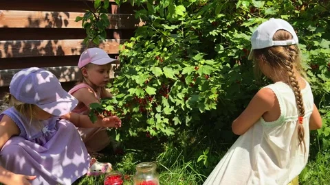 THREE Little sisters picking red currants from a bush and putting the berries in Stockbeeldmateriaal 281595560