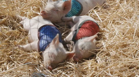 Three Littlets Piglets Sleeping - Full HD 50p Stock Footage 54144964
