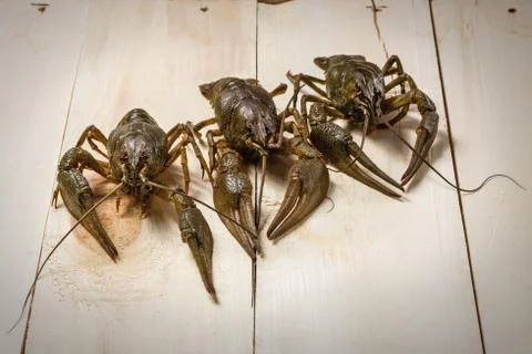 Three live cancers on a table in style  rustic Stock Photos