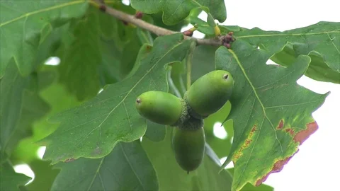 Three live green acorns swaying in the wind Stock Footage 76926337