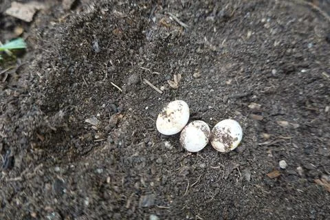 Three lizard eggs lying on dark soil Stock Photos
