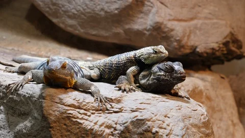 Three lizards resting Video stock 119496178