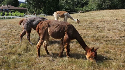 Three Llamas Eat Grass Video stock 34357732