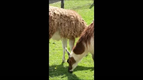 Three llamas eating grass Stock Footage 20467428