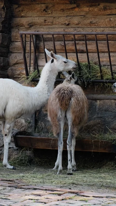 Three llamas feed on fresh hay inside wooden enclosure at Belgrade Zoo. Animal Stock Footage 341961702