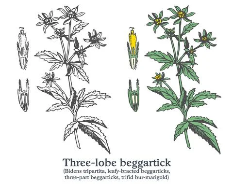 Three-lobe beggartick. Colorful vector hand drawn plant. Vintage sketch Stock Illustration