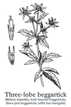 Three-lobe beggartick. Vector hand drawn plant. Vintage medicinal plant sketch. Stock Illustration