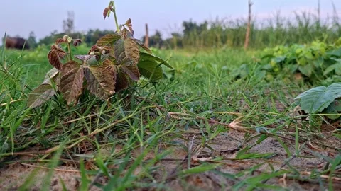 Three Lobe Wild Vine Creeping On Sandy Ground Stockbeeldmateriaal 342392632