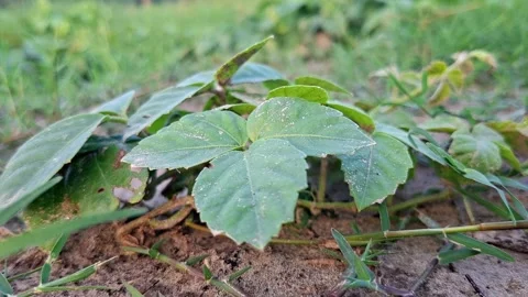 Three Lobe Wild Vine Creeping On Sandy Ground Stock-Footage 342392713