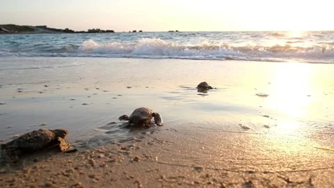 Three Loggerhead Turtle Hatchlings Crawl Down Beach Towards Mediterranean Sea Stock Footage 301094521