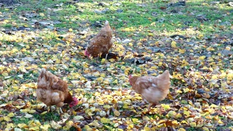 Three Loman Brown hens pecking grass and foraging on autumn meadow Stock Footage 292932902