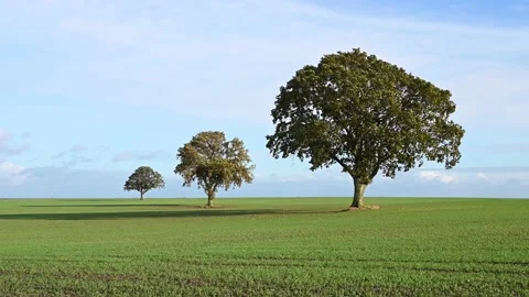 Three lonely trees in a green field. Trees on green field and against blue sky Stock Footage 165165221